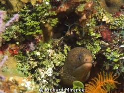 Moray, North Bahamas, West End by Richard Mirande 